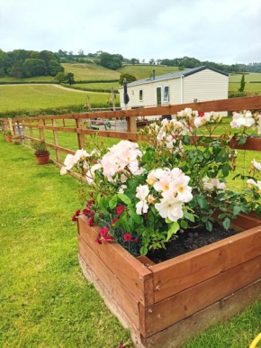 Rose Corner